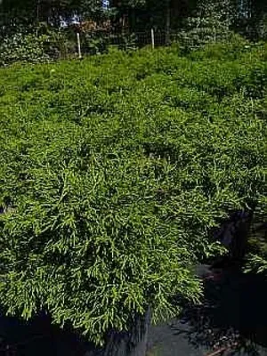 Produktbild von Chamaecyparis obtusa Coralliformis - Korallenzypresse - 30-40