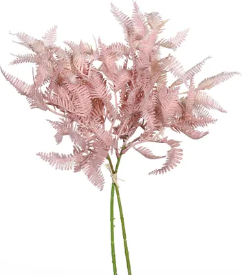 Produktbild von Farn Zweig "Rosee", 2 Stück, L 40 cm