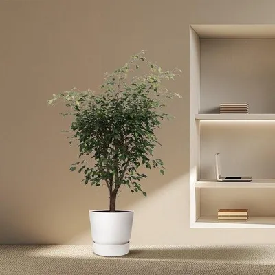 Produktbild von Famanu Ficus Benjamina Exotica vertakt - 150 cm - ø40