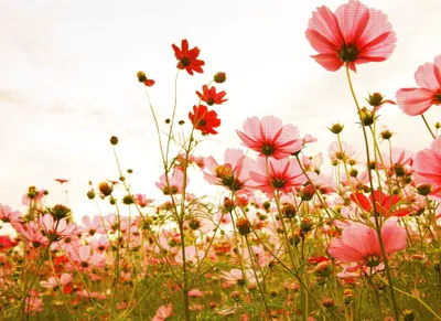 Produktbild von Vlies Fototapete mit Natur Motiv | Sommer Fototapete mit Blumenwiese in Grün Rosa | Florale Tapete mit Blumen für Schlaf