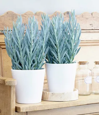 Produktbild von BALDUR Garten 1x Senecio Aquarine® Mount Everest, Pflanze im 15 cm-Topf, exotische Zimmerpflanze, Grünpflanze, mehrjährig - frostfrei halten, Wasserbedarf gering, Curio ficoides Mount Everest