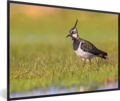 Produktbild von MuchoWow® Gerahmtes Poster Vogel - Gras - Natur - Tiere - Kiebitz 60x40 cm - Poster mit Schwarzem Bilderrahmen Wandposter Rahmen Foto Bilder - Printing - Wanddeko Schlafzimmer
