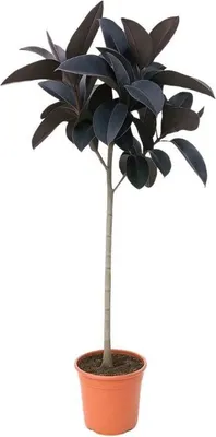 Produktbild von Ficus Elastica Abidjan – 130cm – Große Zimmerpflanze mit dunkelgrünem Glanzlaub – Luftreinigender Gummibaum für Wohnzimmer Büro Flur – Pflegeleicht & dekorativ – Frisch aus der Gärtnerei