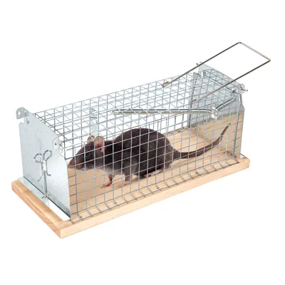 A rat is inside a metal live trap with a wooden base.