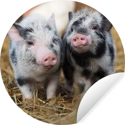 Produktbild von MuchoWow® Runde Wandtattoo - Wandsticker Tapete Aufkleber Schwein - Tiere - Ferkel Ø 80 cm Selbstklebend und Repositionierbar - Wandaufkleber - Kreis - Mauerkreis - Wand Bilder - Wandsticker - Wohnzimmer Dekoration - Dekoration für die Wände - Aluminium - Babyzimmer