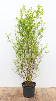 Produktbild von Ligustrum ovalifolium 'Aureum', Goldliguster, gelb-grün, 100–125 cm