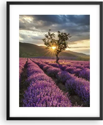 Produktbild von Gerahmtes Poster - Schwarzer Rahmen - Lavendel Berge Feld - 40x50 cm - Wand Bild - Wanddeko - Wandbilder - Kunstposter - Wandposter - Bilderrahmen - Bilder - Kunstdruck - Wandbild - P2BPA40x50-3645