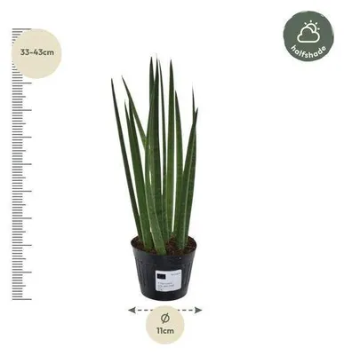 Zdjęcie produktu dla Sansewieria bacularis, średnica doniczki 10,5 cm, wysokość 38 cm