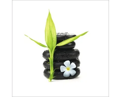 Produktbild von Glasbild Stone & Plant I 30x30 cm