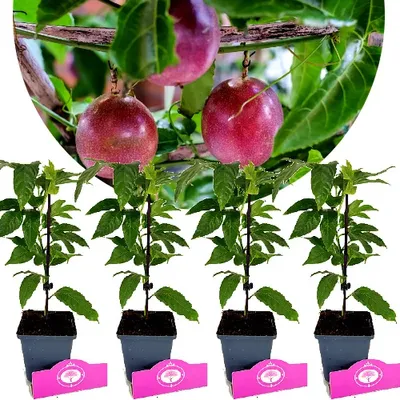 Produktbild von Set mit 4x Passionsfrucht – Passiflora Edulis 'Frederik' – Höhe 30-45cm – 9cm Topf