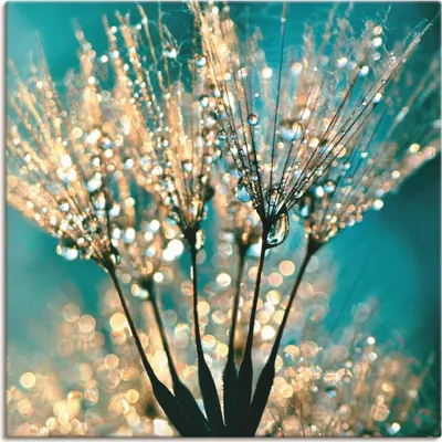 Produktbild von Julia Delgado: Pusteblume Schirmchen abstrakt, Produkt:Leinwand, Größe (HxB):70x70 cm / Leinwand