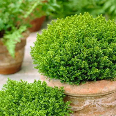 Two potted green plants are shown in terracotta pots.