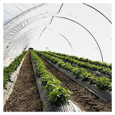 Produktbild von UV5 Gewächshausfolie 8m Breite für Tomatenhaus und Garten