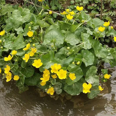 Produktbild von 6 x Sumpf Dotterblume - Caltha palustris  | Topf 9cm x 9cm