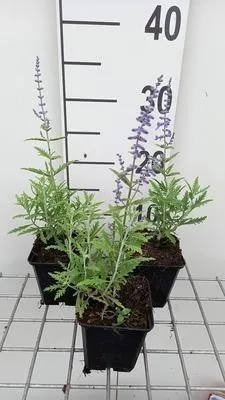 Obrázok produktu pre 6 x Perovskia atripl. 'Lacey Blue'® ('lislitt'®) - Modrá ruta - kvetináč 9 x 9 cm