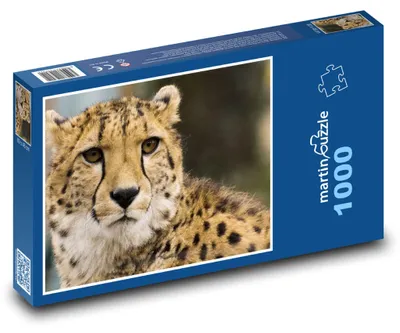 Obrázek produktu pro Puzzle 1000 Gepard - divoké zvíře v zoo - martinpuzzle