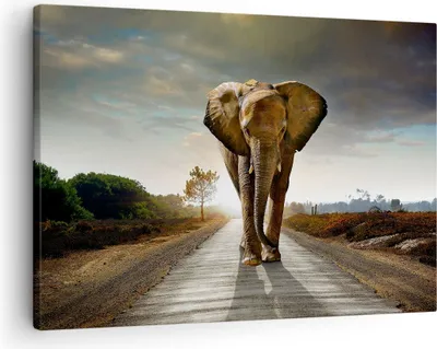 Produktbild von Bild auf Leinwand - Leinwandbild - Elefant Straße Landschaft - 70x50cm - Wand Bild - Wanddeko - Leinwanddruck - Bilder - Kunstdruck - Wanddekoration - Leinwand bilder - Wandkunst - AA70x50-0214