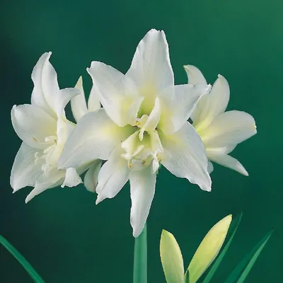 Obrázek produktu pro Hippeastrum Zwartnica Amarylis Pełny Jewel 1 ks Cibule Cibule Amarylisy