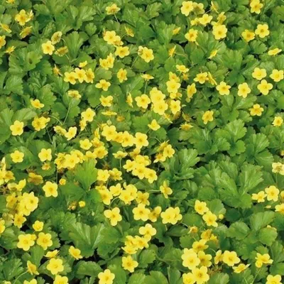 Produktbild von 12 Pflanzen Golderdbeere, Waldsteinia ternata, winterhart, P9 Topf