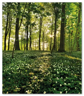 Produktbild von Wallario Herdabdeckplatte aus Glas, Größe 52 x 60 cm 1-teilig, Motiv Waldanemonen und Sonnenstrahlen im Wald