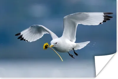 Produktbild von MuchoWow® Poster Möwe - Löwenzahn - Vogel 120x80 cm - Bilder