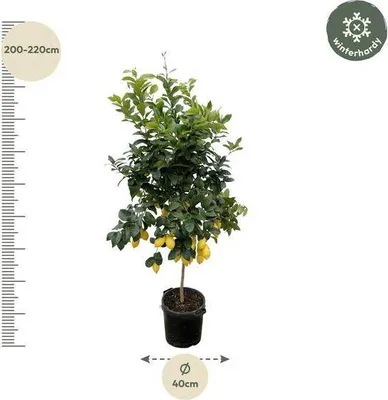 Obrázek produktu pro Pomerancovník - Citrus calamondin - citrusová rostlina, výška 200cm, prumer