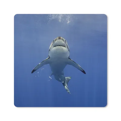 Produktbild von MuchoWow® Mauspad Mousepad Weißer Hai schwimmt auf die Wasseroberfläche zu 20x20 cm - Mousepads - Maus Mat - Pad - Mausunterlage - Desk Mat - Bureauartikeln