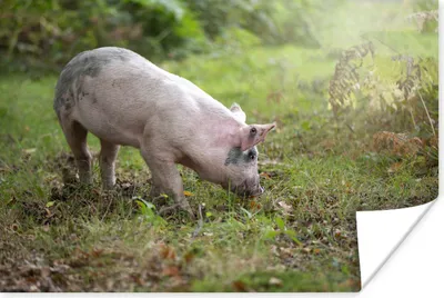Produktbild von MuchoWow® Poster Schwein - Wald - Gras 30x20 cm - Plakate - Print