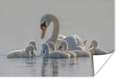 Produktbild von MuchoWow® Poster Schwan - Wasser - Küken 90x60 cm - Schlafzimmer