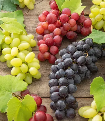 Produktbild von BALDUR Garten Kernlose Tafel-Trauben-Kollektion, 3 Weintrauben, Weinreben Sortiment kernlos, Pflanzen New York, Vanessa, Venus, winterhart, resistente Züchtungen, Vitis vinifera