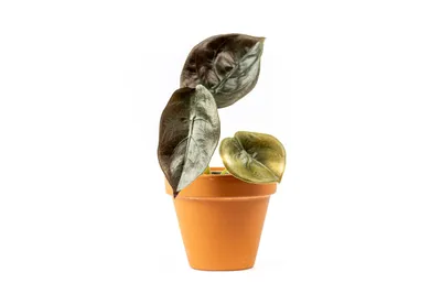 Obrázok produktu pre Gardners Alocasia cuprea Red Secret, priemer 6 cm