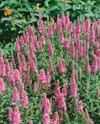 Produktbild von Veronica spicata 'Heidekind', Ehrenpreis, rosa, ca. 9x9 cm Topf