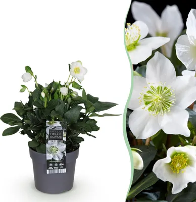 Image de Rose de Noël - Helleborus Christmas Carol - Fleur blanche -1 Plant - Evergreen - 30cm - Ø14cm - Plante de jardin