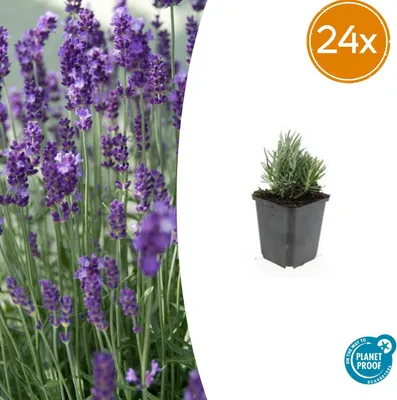 Produktbild von Lavandula ang. 'Dwarf Blue' | 24 Stück - 10-25cm - Ø9cm - Gartenpflanze