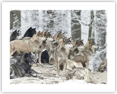 Produktbild von Poster - Poster ohne Rahmen - Rudel Wölfe Winter - 50x40 cm - Wand Bild - Wanddeko - Wandbilder - Kunstposter - Wandposter - Bilder - Kunstdruck - Wanddekoration - Wandbild - P2XAA50x40-4357