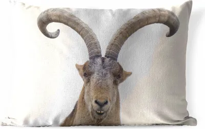 Produktbild von MuchoWow® Outdoor Kissen - Steinbock - Tiere - Hoorn - 60x40 cm - Wetterfest - Lounge Kissen - Zierkissen - Kissen für Innenräume
