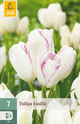 Productafbeelding van Tulipa Emilie bloembol JUB 7 stuks