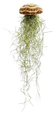 Produktbild von Modernes Tillandsien Arrangment - Tillandsie auf Seeigel - groß Tillandsia usneoides