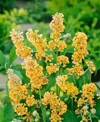 Produktbild von Buddleja weyeriana 'Sungold', Schmetterlingsflieder, gelb, 40–60 cm