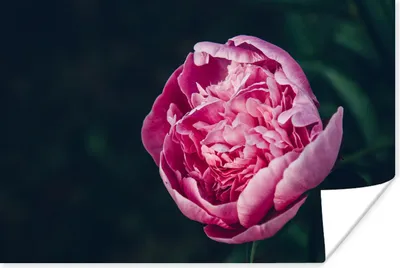Produktbild von MuchoWow® Poster Blumen - Rosa - Rosen 120x80 cm - Bilder