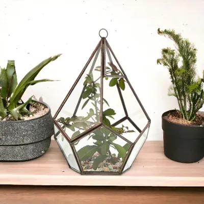 Imagen del producto de Terrario de Vidrio - Gran Pentagon