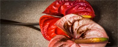 Produktbild von Wallario selbstklebendes Poster - Blüten einer Flamingoblume - Anthurie - auf schwarzem Marmor, Größe: 50 x 125 cm