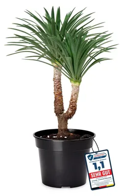 Zdjęcie produktu dla Doniczka do siewu okrągła - Plastik - Średnica 45 cm - Wysokość 33,5 cm - Czarny