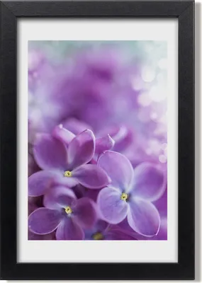 Produktbild von Bild 20x30 MDF-Rahmen, Wandkunst Lila Blumen