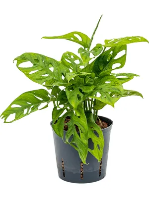 Obrázok produktu pre Nieuwkoop Europe BV Monstera adansonii Monkey Mask, priemer 13 cm - hydropónia