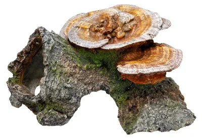 Immagine prodotto di Aqua Ornaments "Grotta in legno con funghi" 18 x 19 x 10 cm