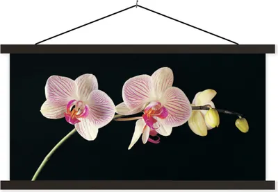 Produktbild von MuchoWow® Textilposter Orchidee - Blumen - Schwarz - Rosa - Knöpfe 90x45 cm mit schwarzem Rahmen - Klemmleisten