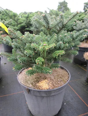 Produktbild von Abies koreana Alpin Star - Gedrungene Zwerg-Koreatanne Alpin Star - 25-30cm