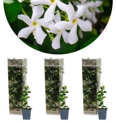 Produktbild von 3x Trachelospermum Jasminoides – Toskanischer Jasmin – Winterhart – ⌀9 cm – ↕15-20 cm