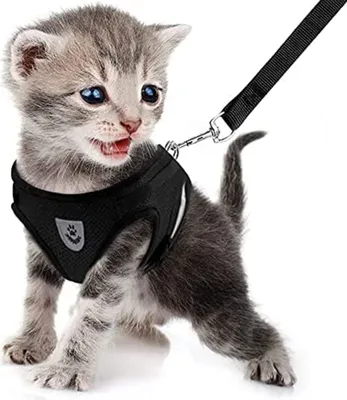 Produktbild von Katzengeschirr Leine Set Geschirr fš¹r Katzen ausbruchsicher Katzenleine Kitten verstellbar K?tzchenweste,S